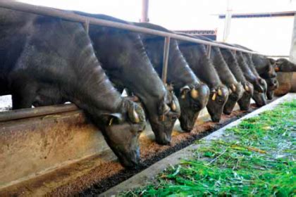carabao trucking|Carabao Feedlot Fattening is a Profitable  .